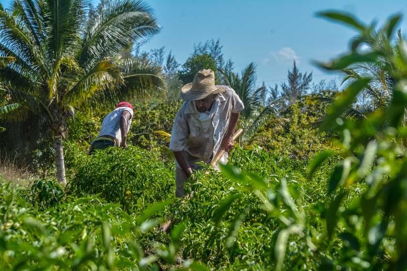 Advances south of Las Tunas project that benefits agricultural resilience in rural communities