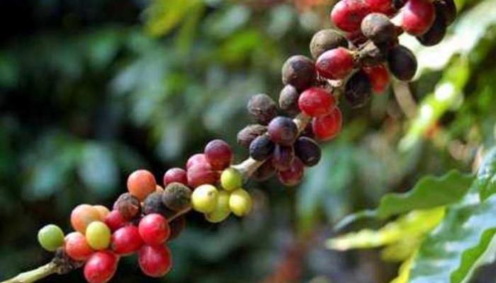 Segunda mayor productora de café en Cuba prevé incremento este año