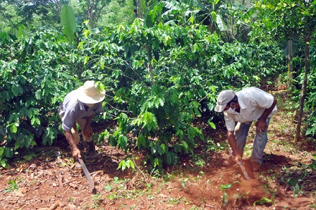 Ubpc Friendship with the peoples: A coffee plantation in the mountains of Santiago