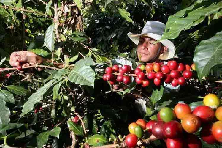 Where is Cuba's coffee production going?