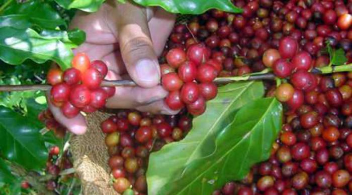 Science and technique are applied in coffee recovery in Santiago de Cuba