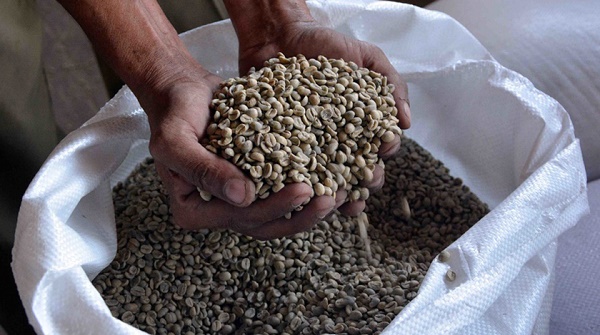 Incrementan exportación de café y para consumo nacional