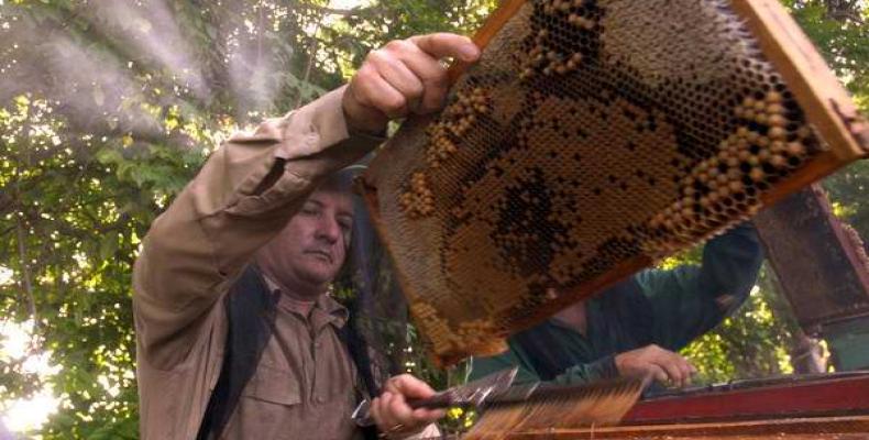 Export of honey from bees grows in Camagüey